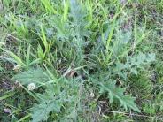 Bull Thistle