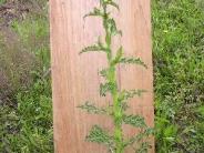 Canada Thistle