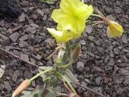 Common Evening Primrose