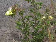 Common Evening Primrose