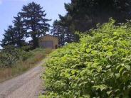 Japanese Knotweed