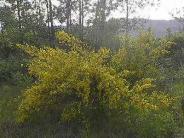 Scotch Broom