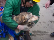 Rescuer with dog