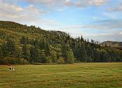 Tillamook County field