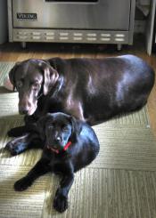 dogs dog